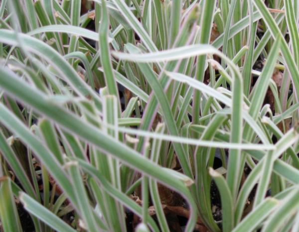 tulbaghia violacea variegata