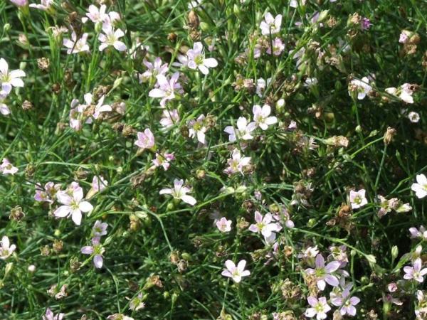 tunica saxifraga