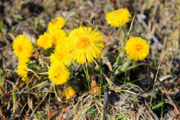 tussilago farfara