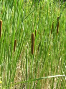 typha angustifolia 