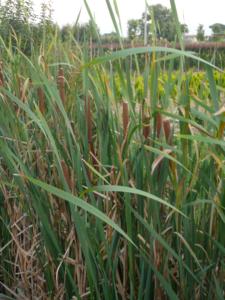 typha latifolia