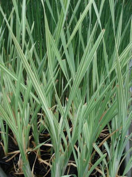 typha latifolia variegata