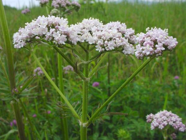 valeriana officinalis