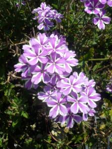 verbena bicolor