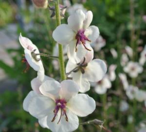 verbascum blattaria albiflorum  