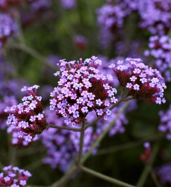 verbena bonariensis lollipop