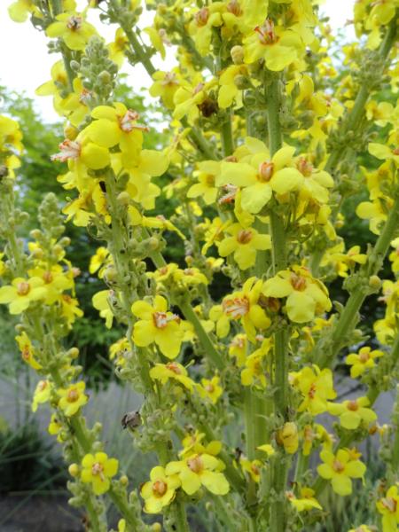 verbascum bombyciferum 