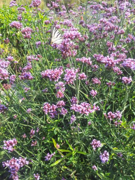 verbena bonariensis