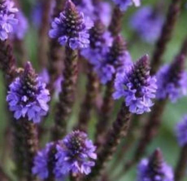 verbena hastata blue spires