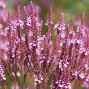 verbena hastata pink spires