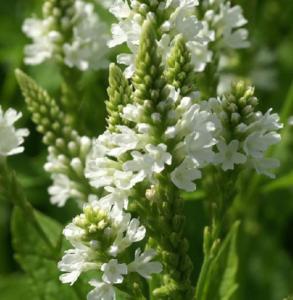 verbena hastata white spires