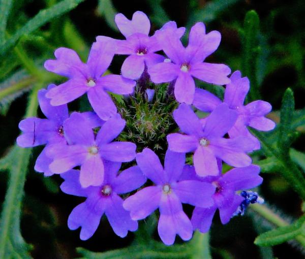 verbena hybrida alveolo