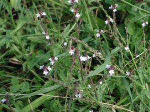 verbena officinalis