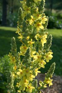 verbascum olympicum