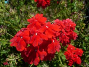 verbena peruviana