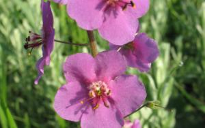 verbascum phoeniceum rosetta    