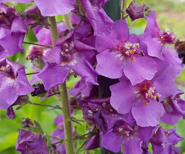 verbascum phoeniceum violetta  