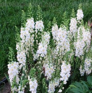 verbascum phoeniceum white bride