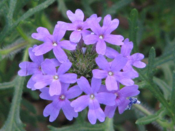 verbena pulchella alveolo