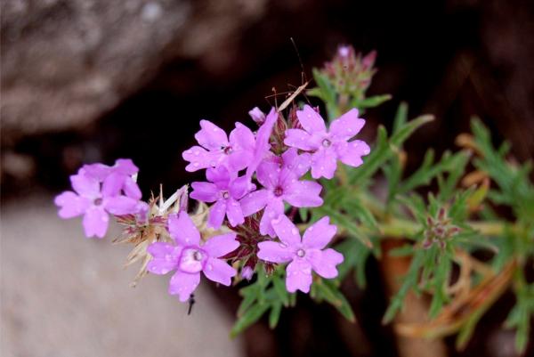 verbena pulchella rosea