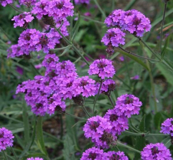 verbena rigida