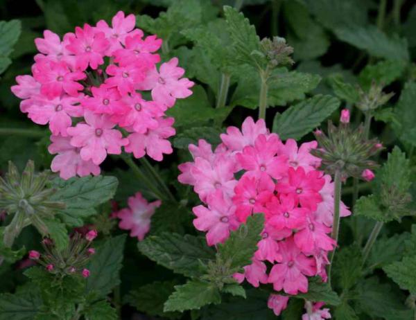 verbena rosea