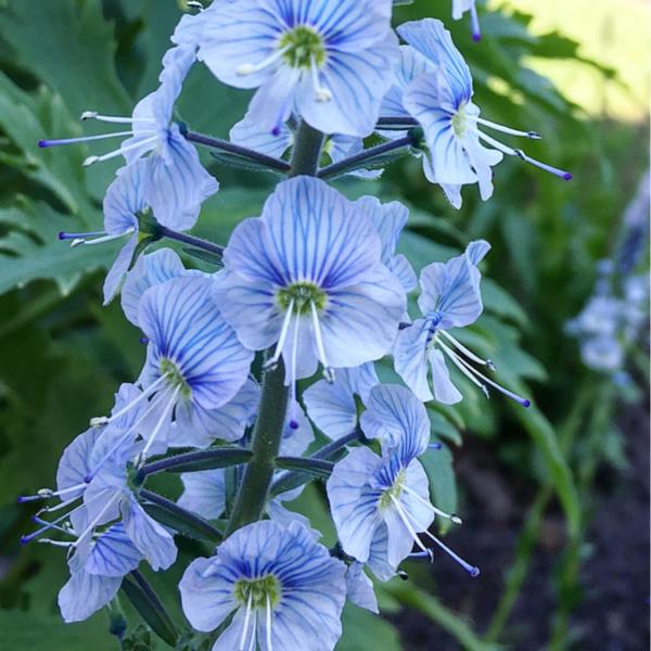 veronica gentianoides little blu