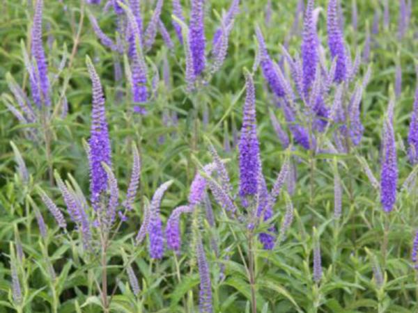 veronica incana silbersee