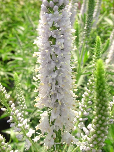 veronica longifolia alba 