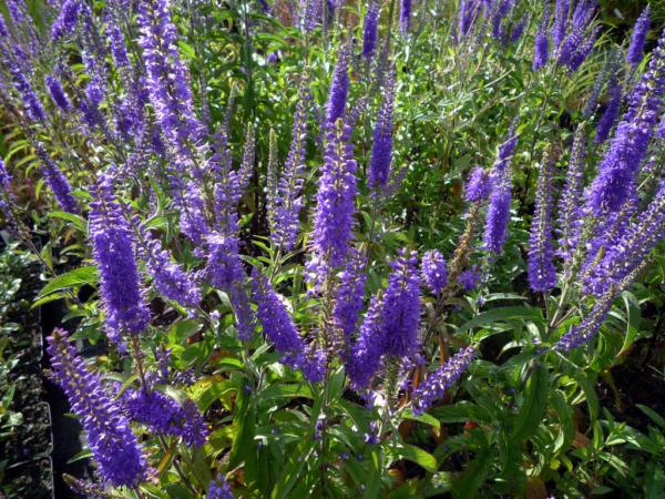 veronica longifolia 