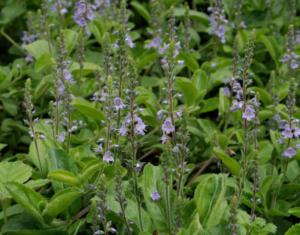 veronica officinalis