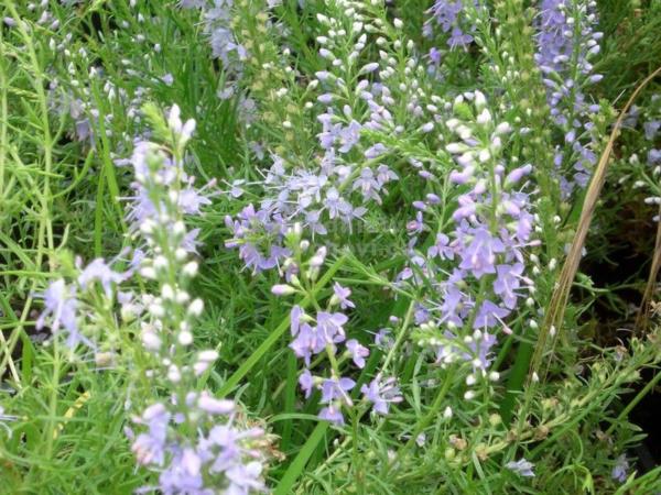 veronica pinnata blue feathers