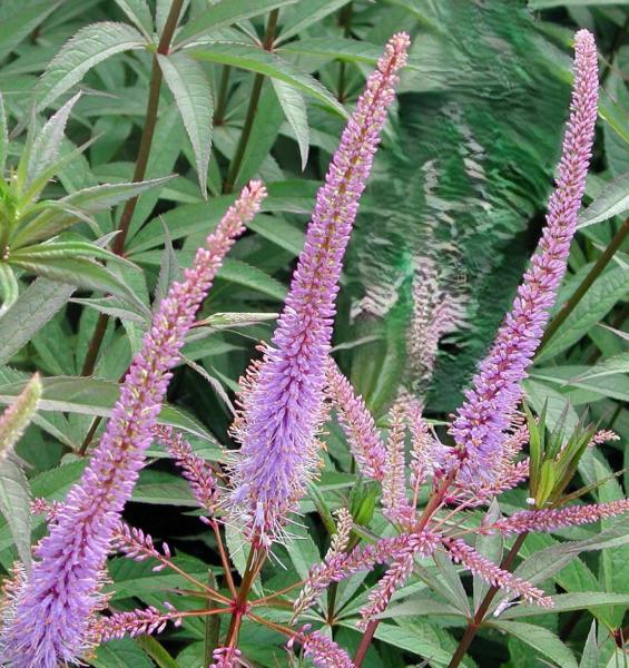 veronicastrum virg. fascination 