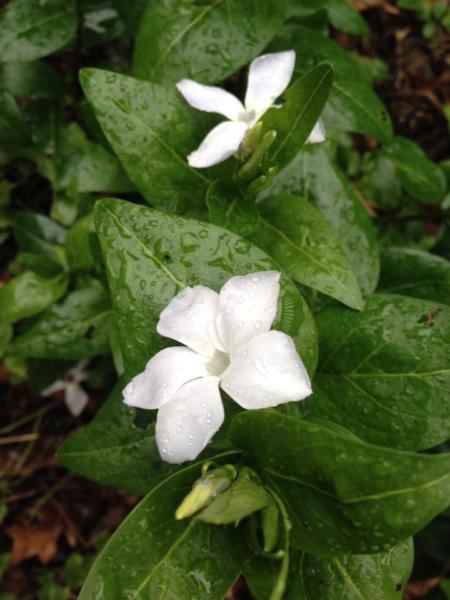 vinca major alba