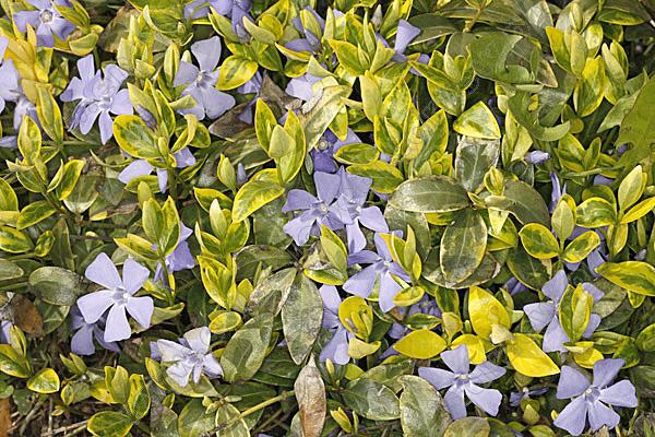 vinca minor aureovariegata