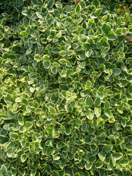 vinca minor albovariegata