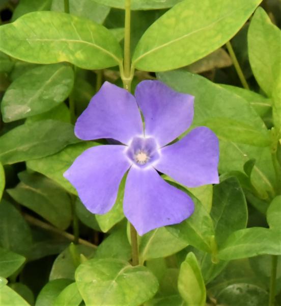 vinca minor bowles variety