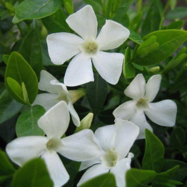 vinca minor elisa