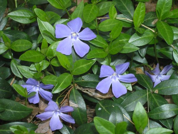 vinca minor