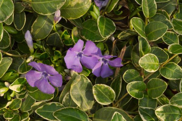 vinca minor ralph shugert 