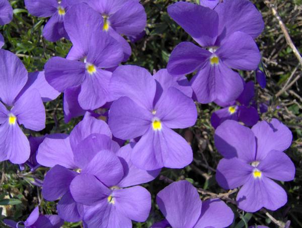 viola bertolonii 