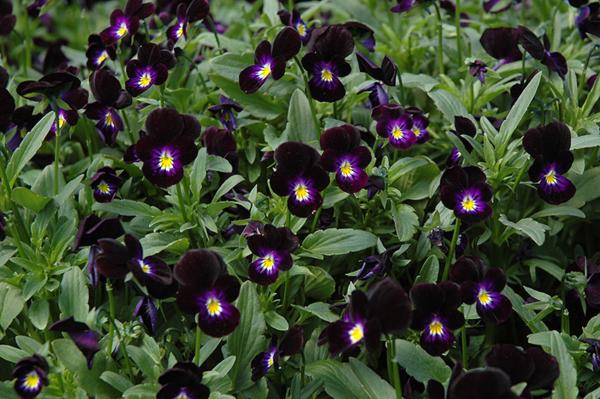 viola cornuta bowles black 