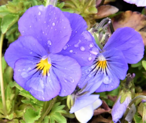viola cornuta blue schonheit