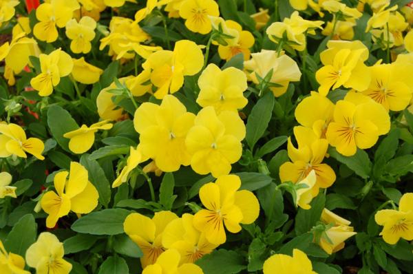viola cornuta yellow perfection