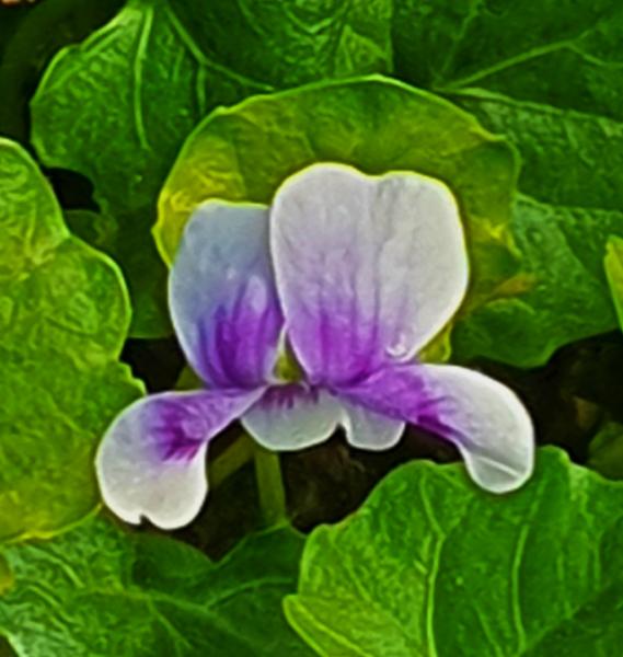 viola hederacea