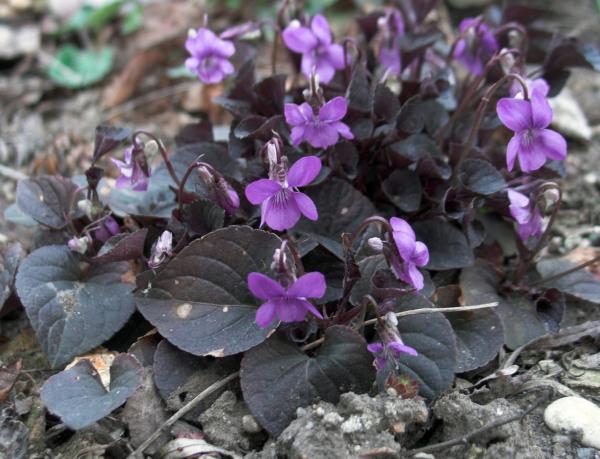 viola labradorica