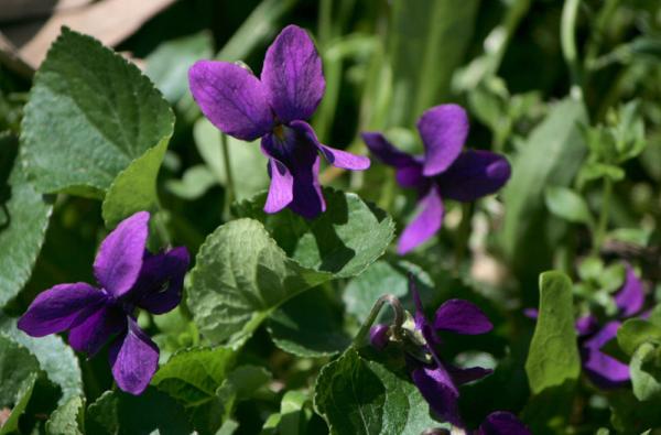 viola odorata