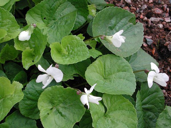 viola sororia albiflora