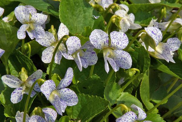 viola sororia freckles