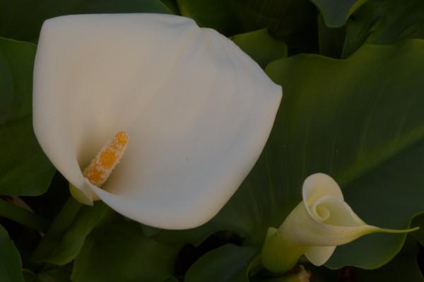 zantedeschia aethiopica